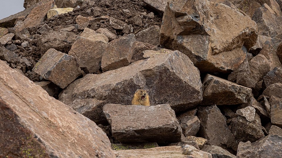 Bonita Peak Mining District wildlife
