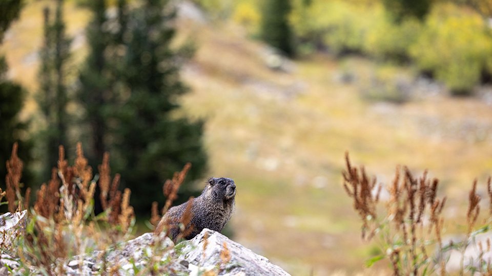 Bonita Peak Mining District area wildlife (marmot) lounging on a rock