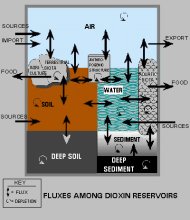 Fluxes Among Dioxin Reservoirs