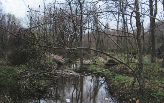 wetlands