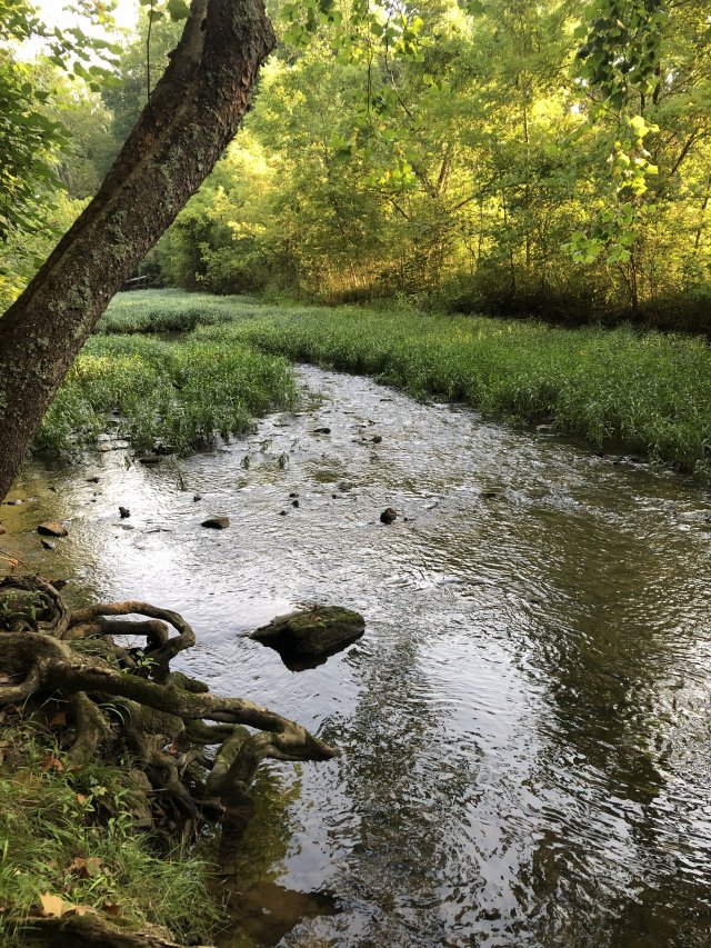 Freshwater streams and rivers are being polluted with salt •