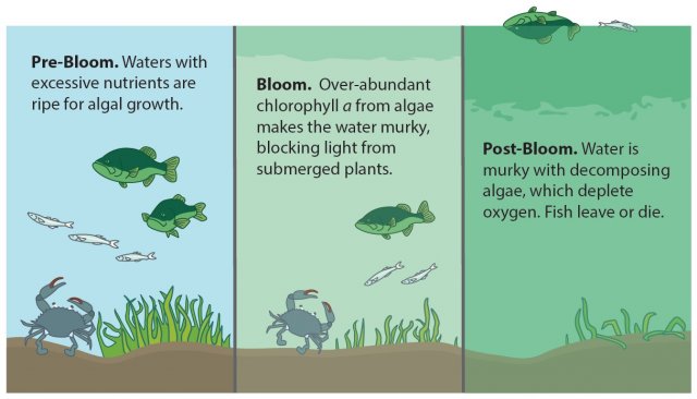 Photo of algal blooms stages pre-bloom, bloom and post-bloom)