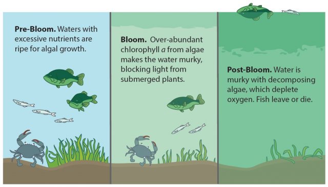 Pre-Bloom, Bloom, and Post-Bloom are the stages of an algal bloom.