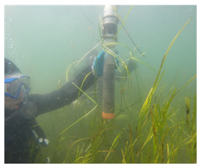 Researchers collected sediment cores from seagrass meadows to determine the amount and age of carbon deposits.