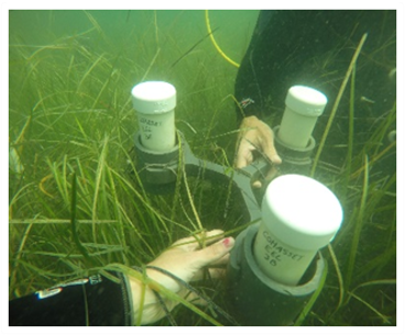 Researchers collected sediment cores from seagrass meadows to determine the amount and age of carbon deposits.