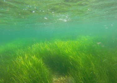 Seagrass thrives in shallow coastal waters.