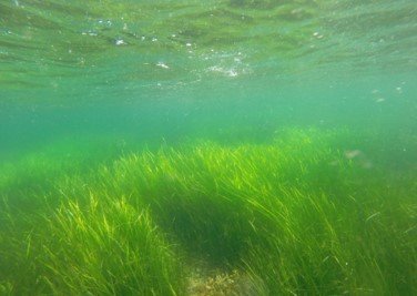 Seagrasses store more blue carbon than previously thought