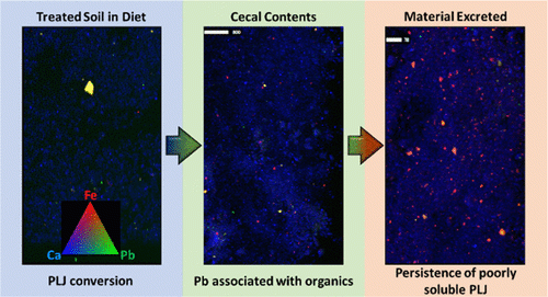 Elemental mapping imagery shows the lead phases present in samples from the plumbojarosite (PLJ) treated soil, digestive midpoint, and fecal contents of the mouse assays.