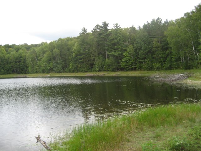Lake in Minnesota with trees and grass