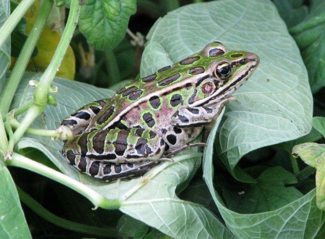 Southern leopard frog 