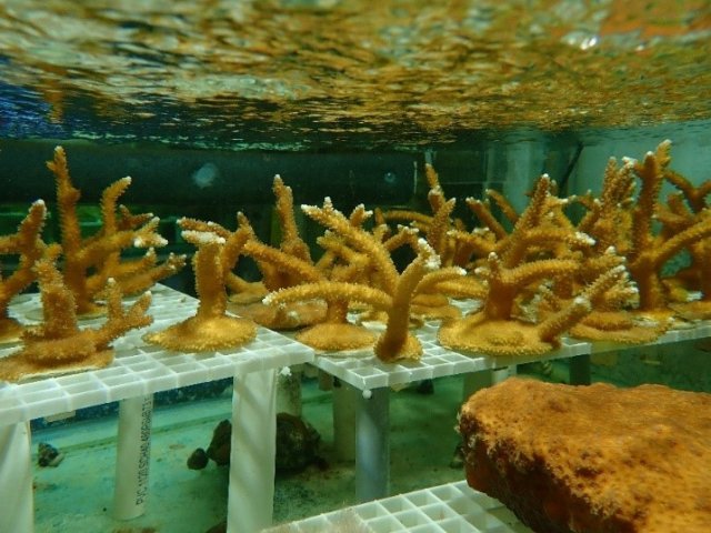 Corals in a tank
