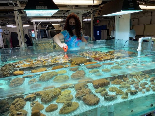 Researcher feeding scleractinian coral in laboratory culture