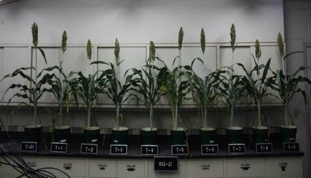 Photo of plants growing in the greenhouse tests (IFDC).