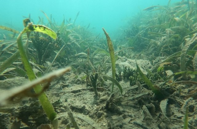 Figure 3. Thalassia bed recovering from a “prop scar” showing growth of new T. testudinum shoots, coralline green algae (Halimeda incrassata) and Caulerpa sp.  Photo by J. Kaldy (EPA)