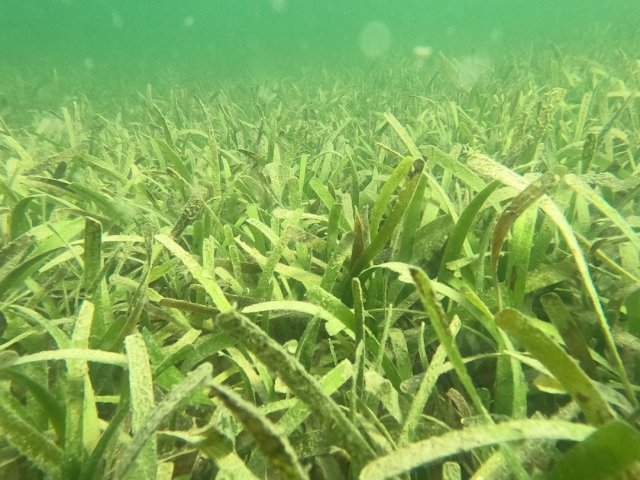 Figure 2. Turtlegrass (Thalassia testudinum) in Bahía de Jobos NERR.  Photo by Cayla Sullivan (EPA)