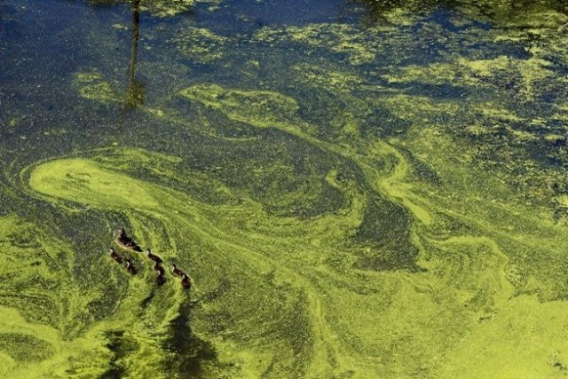a blue green algal bloom