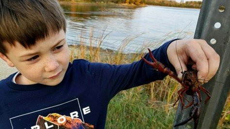 New red swamp crayfish detection in Illinois, 2020.