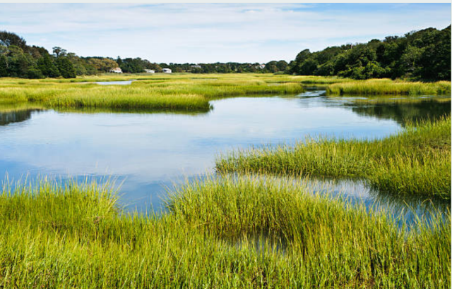 A HEALTHY NEW ENGLAND SALT MARSH AT HIGH TIDE