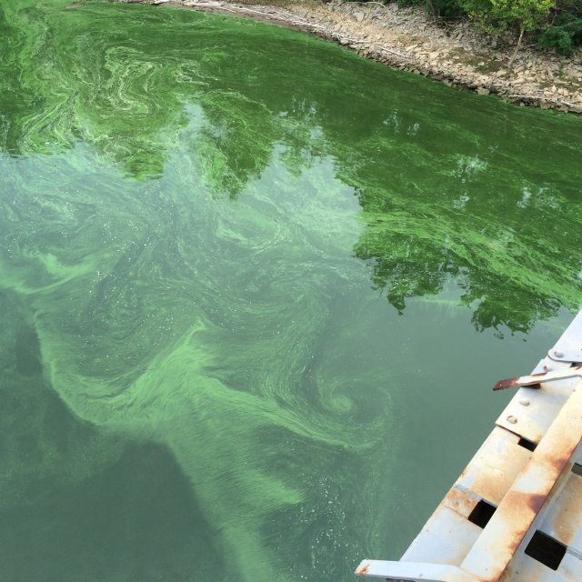Cyanobacterial HAB along dock