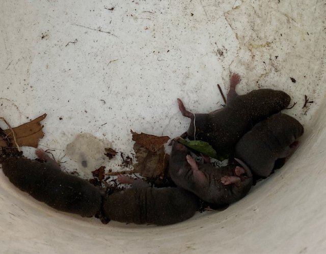 Baby moles found by East Palestine residents on June 5