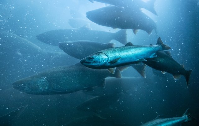 Close-up view of salmon migrating in a stream.