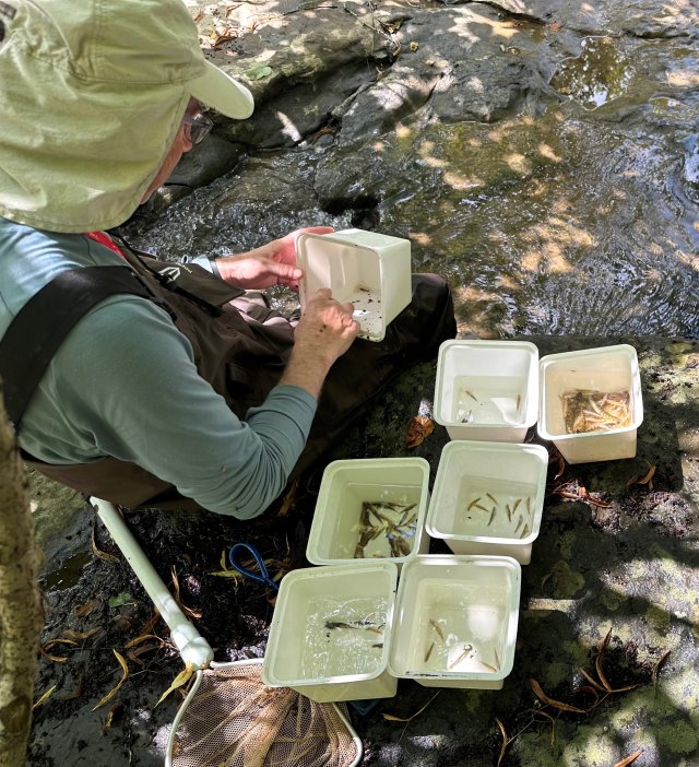 Sorting fish as part of sampling effort along North Fork Little Beaver Creek.  