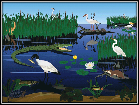 SeqAPASS graphic with many different species in a wetland environment including birds, fish and reptiles.