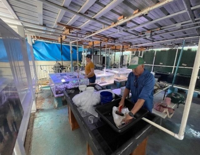 EPA researchers prep coral at Maui Ocean Center’s Marine Institute for shipping to EPA’s Coral Research Facility in Gulf Breeze, Fla.