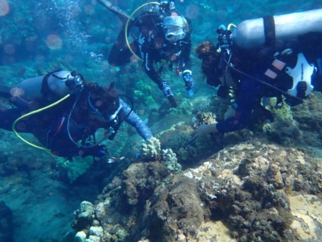 Maui Marine Institute divers collecting coral samples off the coast of West Maui, Hawai'i.