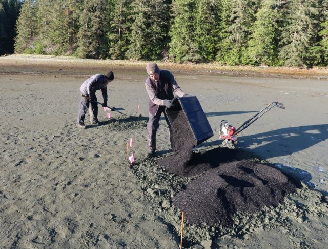 After tilling the sediment, the team adds and mixes in biochar. In the foreground, team member Mike Bollman is adding a weighed amount of biochar to a test plot. In the background, Madi Novak is using a rake to smooth and tamp an adjacent untreated “control” plot.