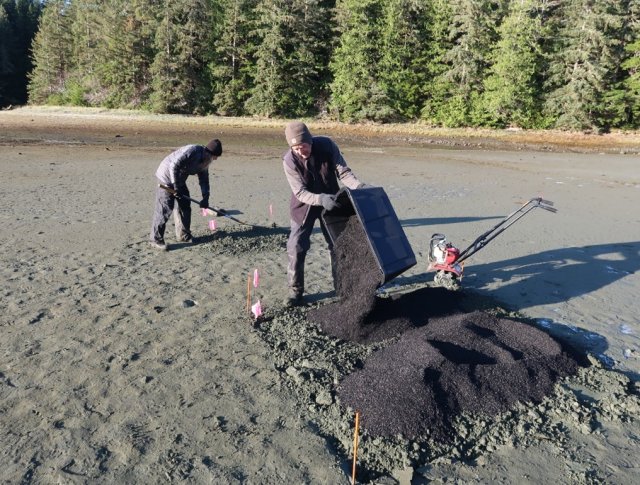 After tilling the sediment, the team adds and mixes in biochar.  In the foreground, team member Mike Bollman is adding a weighed amount of biochar to a test plot.  In the background, Madi Novak is using a rake to smooth and tamp an adjacent untreated “control” plot.