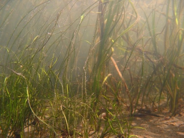 Underwater photograph of Z. japonica (thin blades in foreground) and Z. marina (larger plants in background) from Padilla Bay, WA. (Photo by J. Gaeckle).