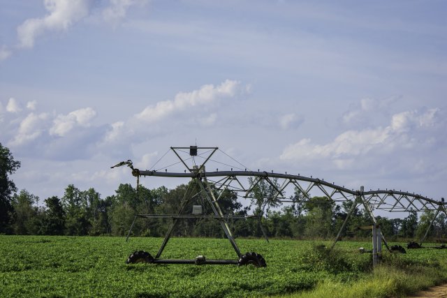 Irrigation equipment in a peanut field with blue skies in the background.