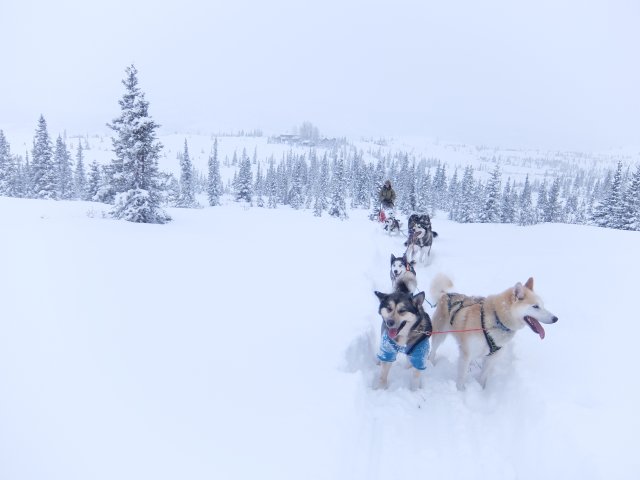 Team of sled dogs in the snow.