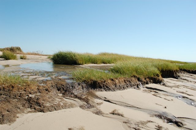 Marsh with grass and sandy beach.