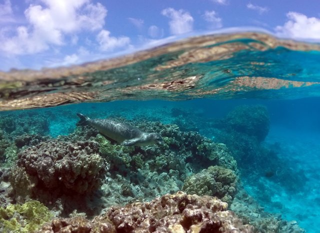 Split half-above, half-below water photograph of a seal swimming along a coral reef.