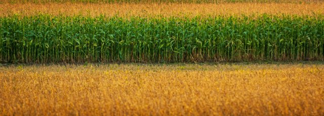 A corn field with green stalks.