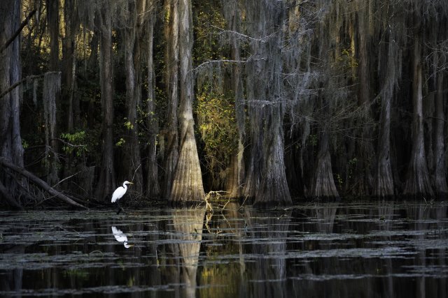 Great white egret standing in a bald cypress swamp with large trees and algae in the water.