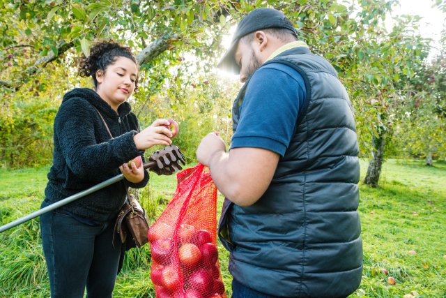 Two people in an orchard putting apples in a red mesh bag.