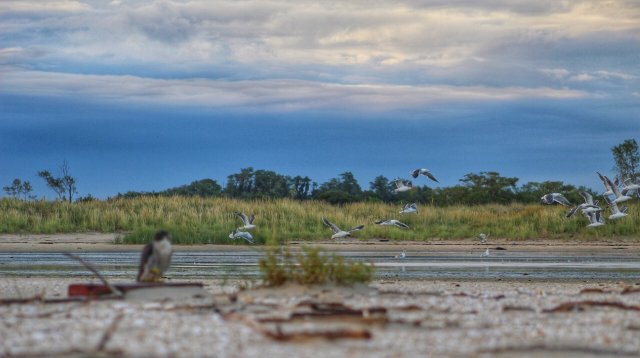 A shoreline with birds and vegetation.