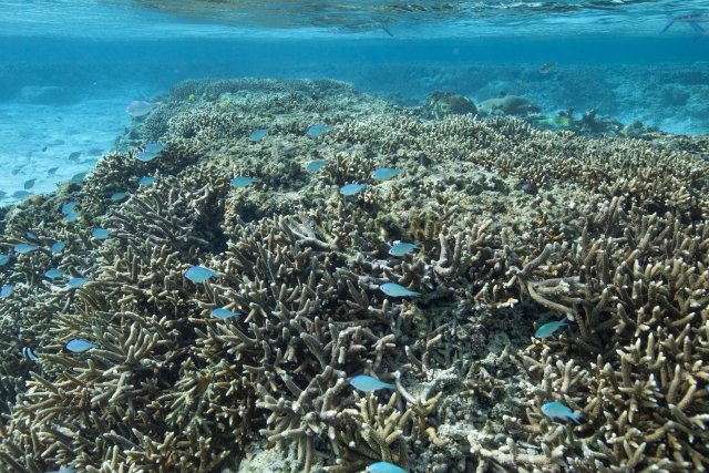 A coral reef with blue, yellow and black fish with clear blue waters.