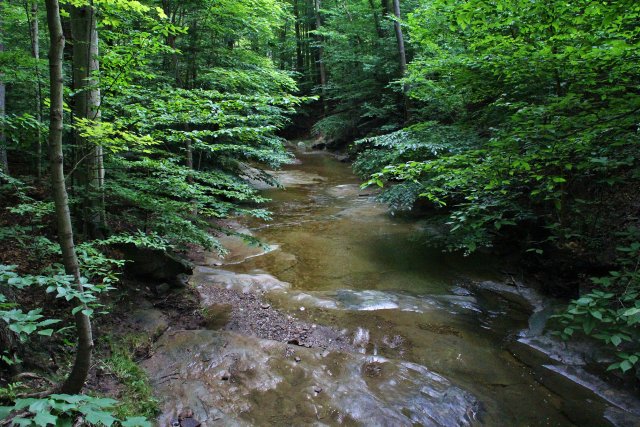 A stream flowing in a deciduous forest.