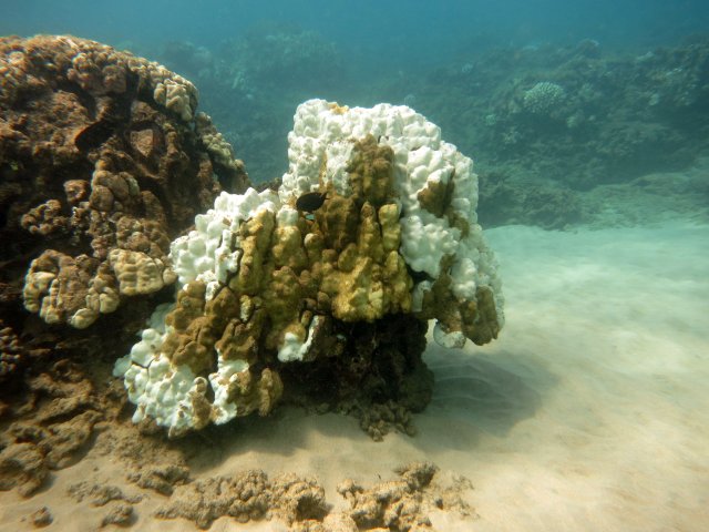 A partially bleached coral with patches of white among patches of orange, healthy coral.