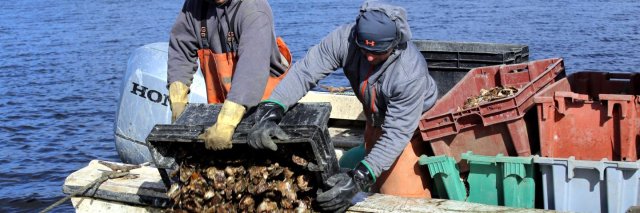Oystermen pouring oyster spat over the side of a boat with several colorful buckets.