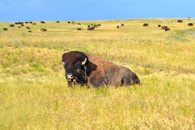 Bison lays in a prairie with other bison in the background.