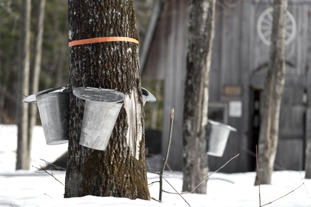 Sap collection buckets on tree trunks with snow on the ground.