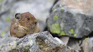 A pika sits on top of a rock.