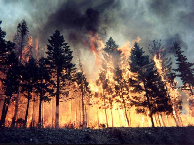 Wildland fire with flames and smoke in forest