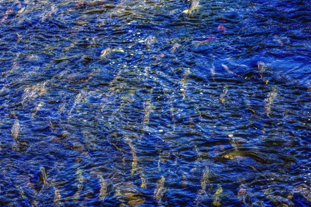 Multi-Colored Salmon Issaquah Creek Washington. 