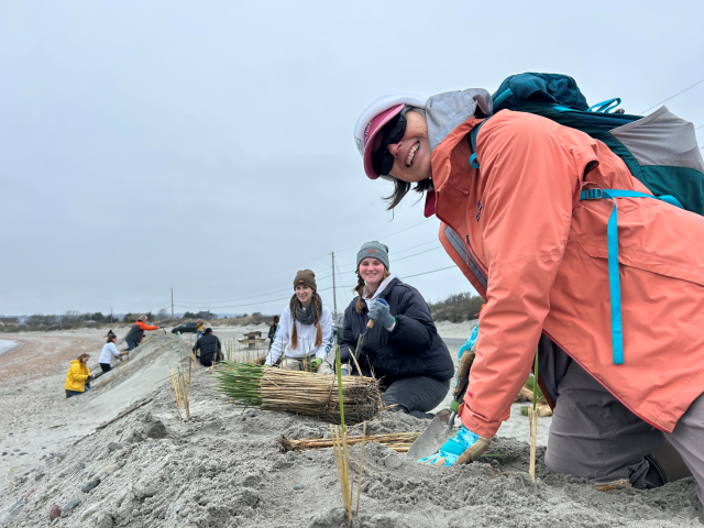 Dr. Cathy Wigand (foreground), and Oak Ridge Associated Universities Research Participants with EPA Sara Miller (center) and Alexandra Beardwood (left), along with Save The Bay volunteers, plant beach grass at Fogland Beach, R.I. Cathy, Sara, and Alexandra helped plant 11,000 beach grass plants on a single day in spring 2024 at Fogland Beach. -Photo credit: Wenley Ferguson (Save The Bay)